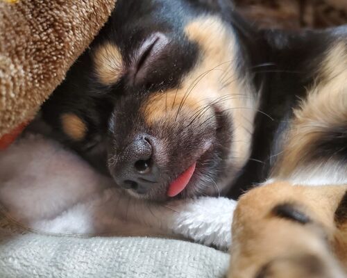 犬